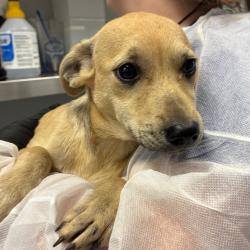 Shelter Stray Female Dog last seen , 328 Furman Hall Rd, Greenville, SC 29609, USA