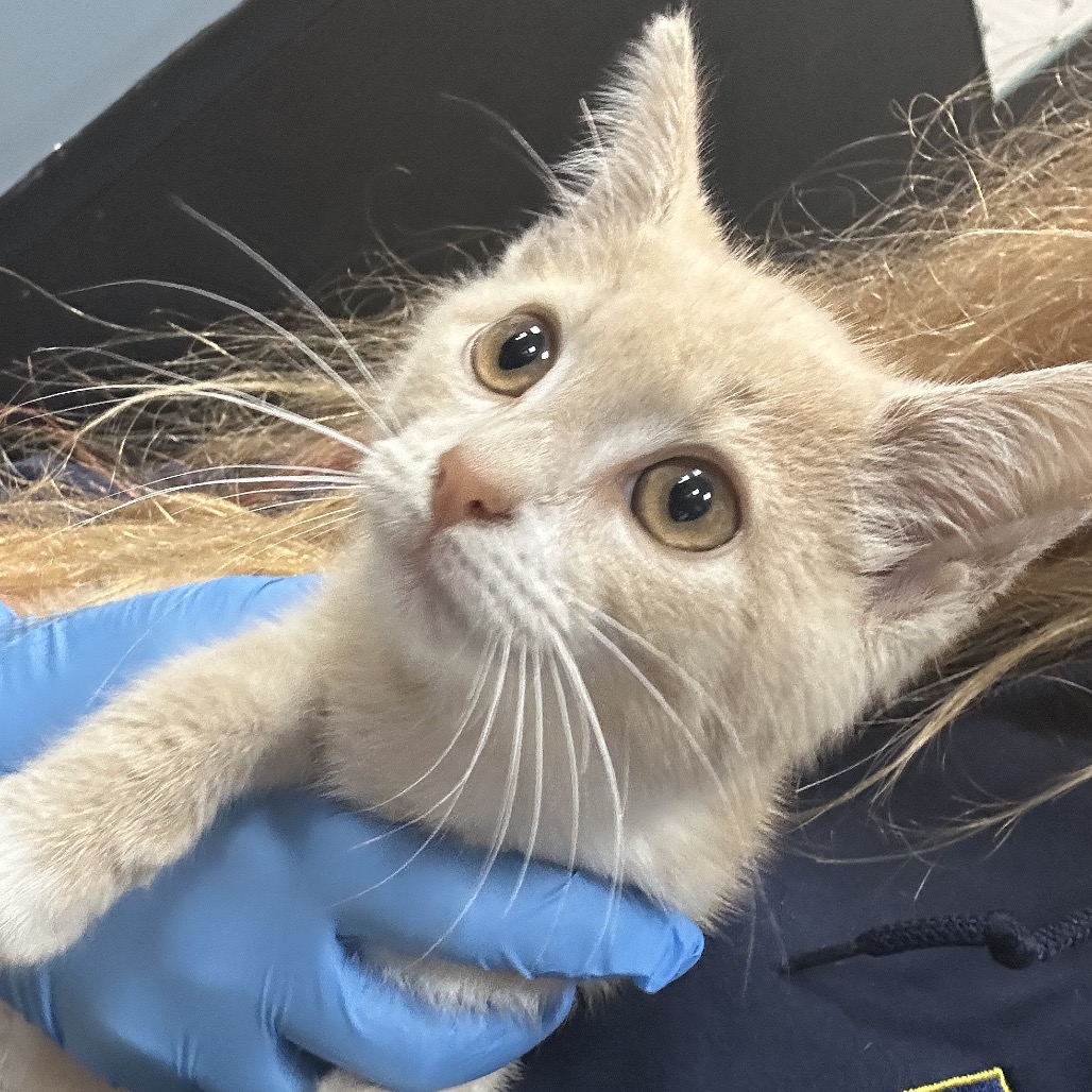 Shelter Stray Unknown Cat last seen , 124 Evergreen Ave, Newark, NJ 07114, USA
