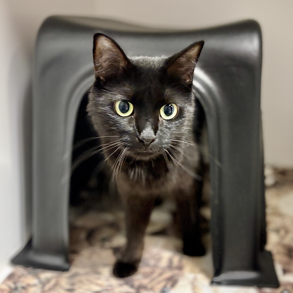 Shelter Stray Female Cat last seen , 244 Georgetown Rd, Jacksonville, NC 28540, USA