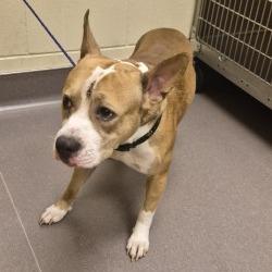 Shelter Stray Male Dog last seen , 3428 S Jenkins Ave, Norman, OK 73072, USA