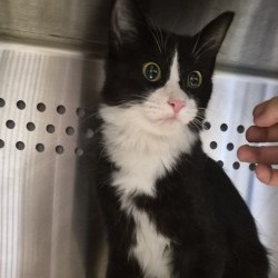 Shelter Stray Female Cat last seen , 3428 S Jenkins Ave, Norman, OK 73072, USA