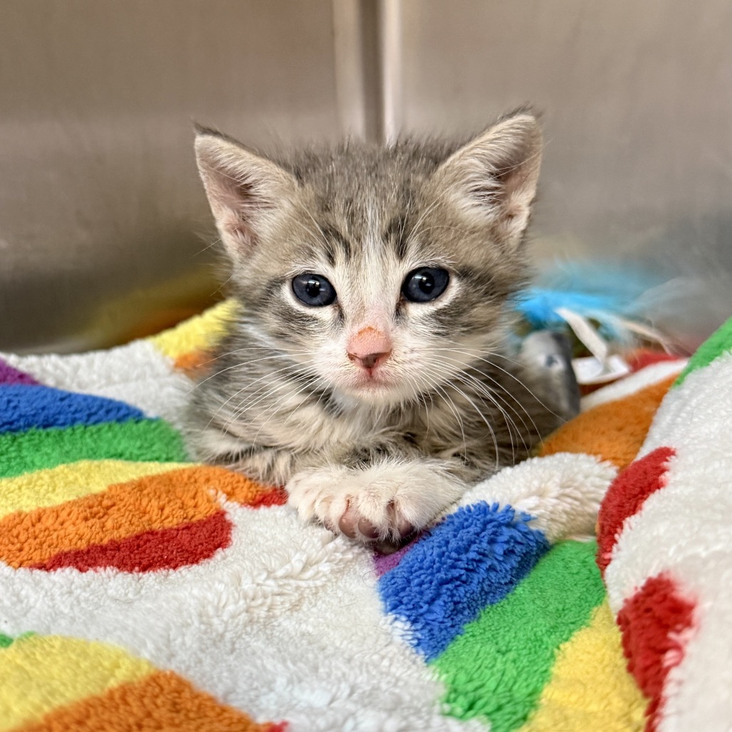 Shelter Stray Male Cat last seen , 4575 E Mesquite Ave, Palm Springs, CA 92264, USA