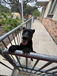 Found/Stray Male Dog last seen Mt capote, San Antonio, TX 78216