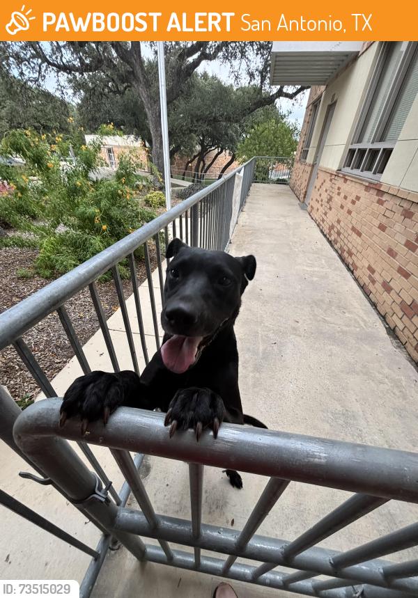 Found/Stray Male Dog last seen Mt capote, San Antonio, TX 78216