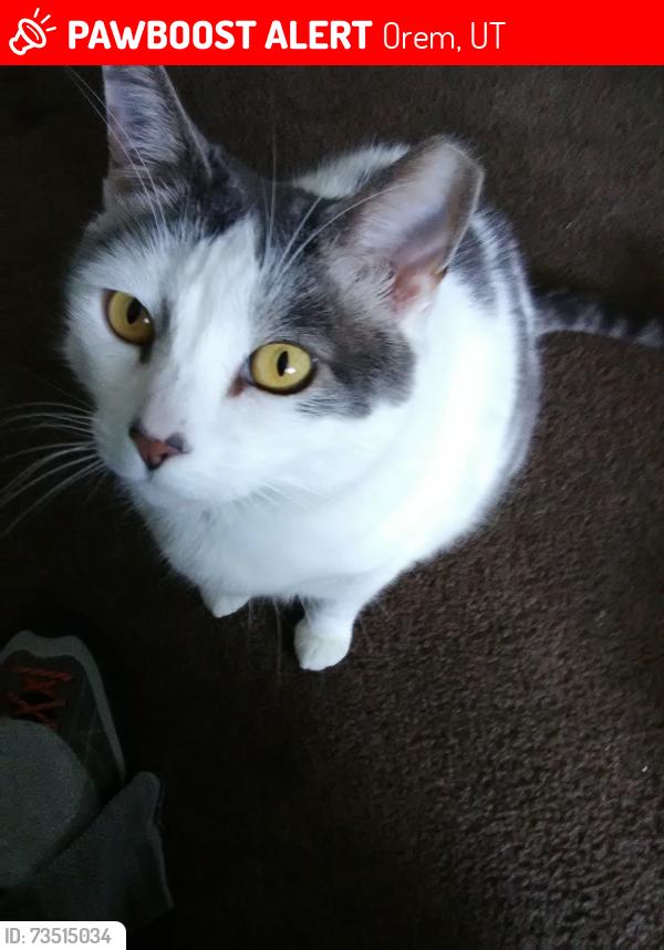 Lost Male Cat last seen Near w 1300 n, Orem, UT 84057