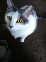 Lost Male Cat last seen Near w 1300 n, Orem, UT 84057