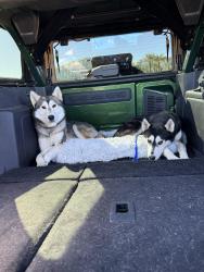 Found/Stray Male Dog last seen Buffalo & Patrick, Las Vegas, NV 89113