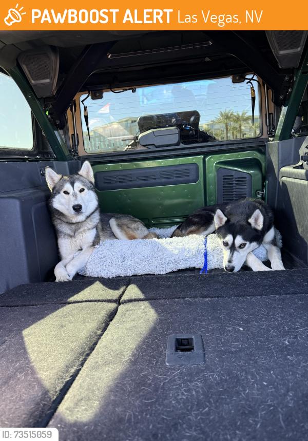 Found/Stray Male Dog last seen Buffalo & Patrick, Las Vegas, NV 89113