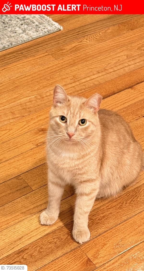 Lost Male Cat last seen North Hampton cir, Princeton, NJ 08540