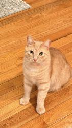 Lost Male Cat last seen North Hampton cir, Princeton, NJ 08540