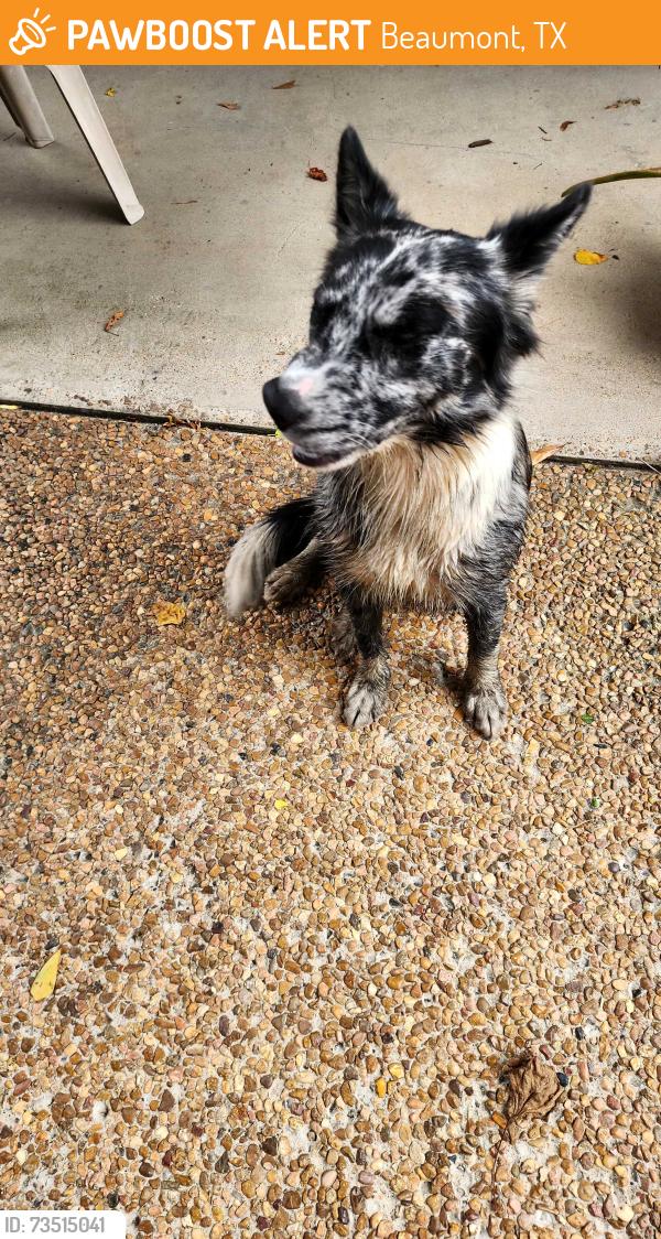 Found/Stray Female Dog last seen Walden Rd and pineisland road, Beaumont, TX 77713