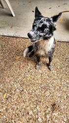 Found/Stray Female Dog last seen Walden Rd and pineisland road, Beaumont, TX 77713