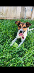 Reunited Female Dog last seen Jane and Lincoln, Riverside, CA 92506