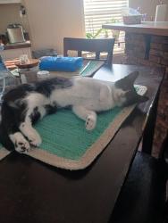 Lost Female Cat last seen CR 1971 and CR 174, near Lake Murvaul, Long Branch, TX 75669