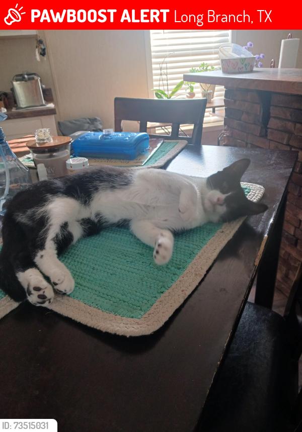 Lost Female Cat last seen CR 1971 and CR 174, near Lake Murvaul, Long Branch, TX 75669