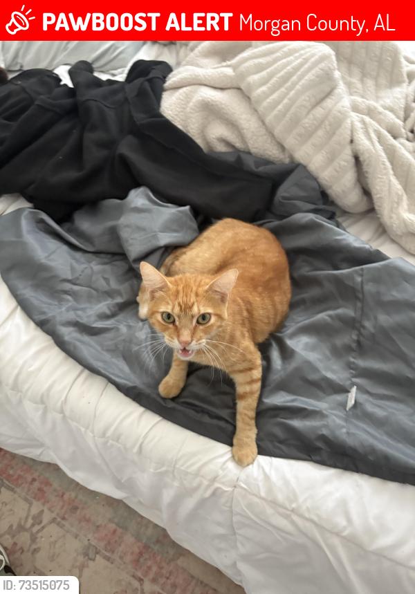 Lost Male Cat last seen Tapschott, Morgan County, AL 35640