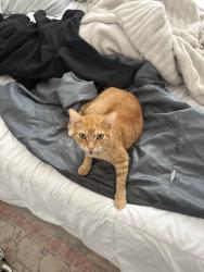 Lost Male Cat last seen Tapschott, Morgan County, AL 35640