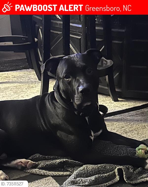 Lost Male Dog last seen Edwards Rd, Greensboro, NC 27410