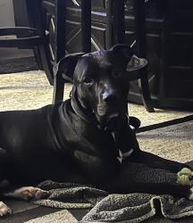 Lost Male Dog last seen Edwards Rd, Greensboro, NC 27410