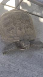 Found/Stray Unknown Reptile last seen Valley View and Chapman, Garden Grove, CA 92845