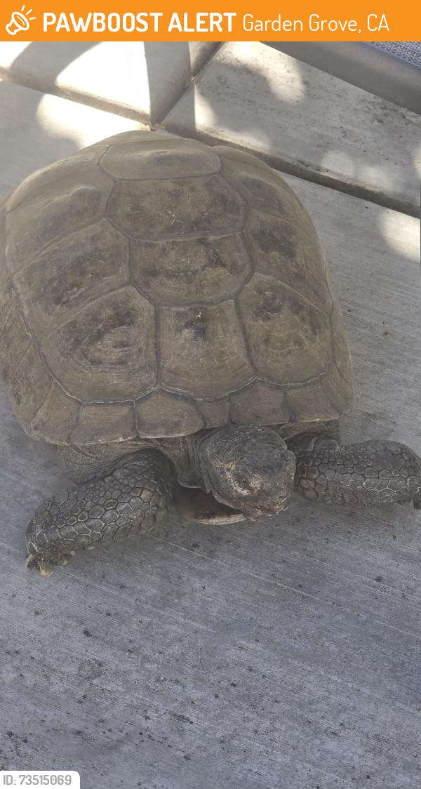 Found/Stray Unknown Reptile last seen Valley View and Chapman, Garden Grove, CA 92845