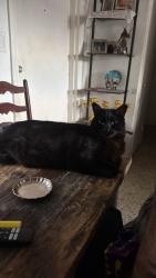 Reunited Male Cat last seen Zamora Ave, Coral Gables, FL 33134, USA, Coral Gables, FL 33134