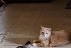 Lost Male Cat last seen Pinewood Trace, Houston, TX 77041