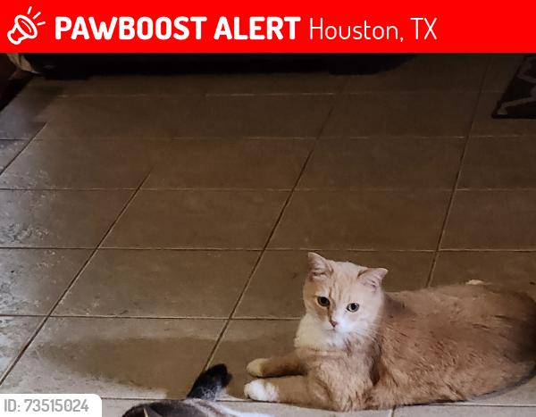 Lost Male Cat last seen Pinewood Trace, Houston, TX 77041