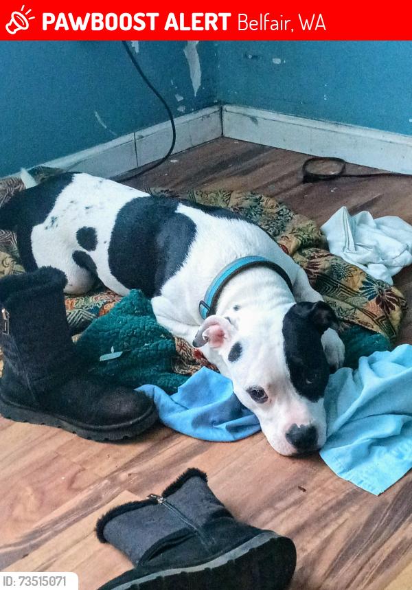 Lost Male Dog last seen Sandhill belfair wa, Larsen boulevard, Belfair, WA 98528