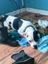 Lost Male Dog last seen Sandhill belfair wa, Larsen boulevard, Belfair, WA 98528