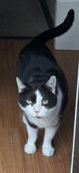 Lost Female Cat last seen Valley park apmts, Turtle Creek, PA 15145