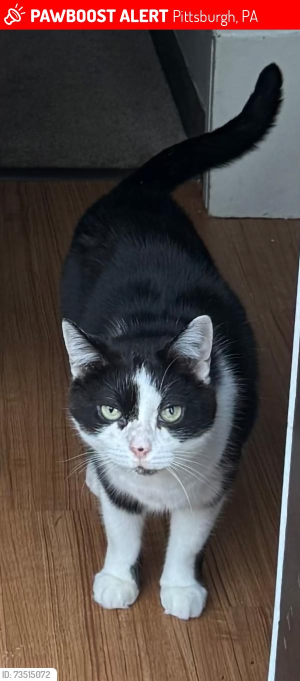 Lost Female Cat last seen Valley park apmts, Turtle Creek, PA 15145