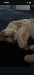 Lost Male Cat last seen Near Lanto st, Commerce, CA 90040