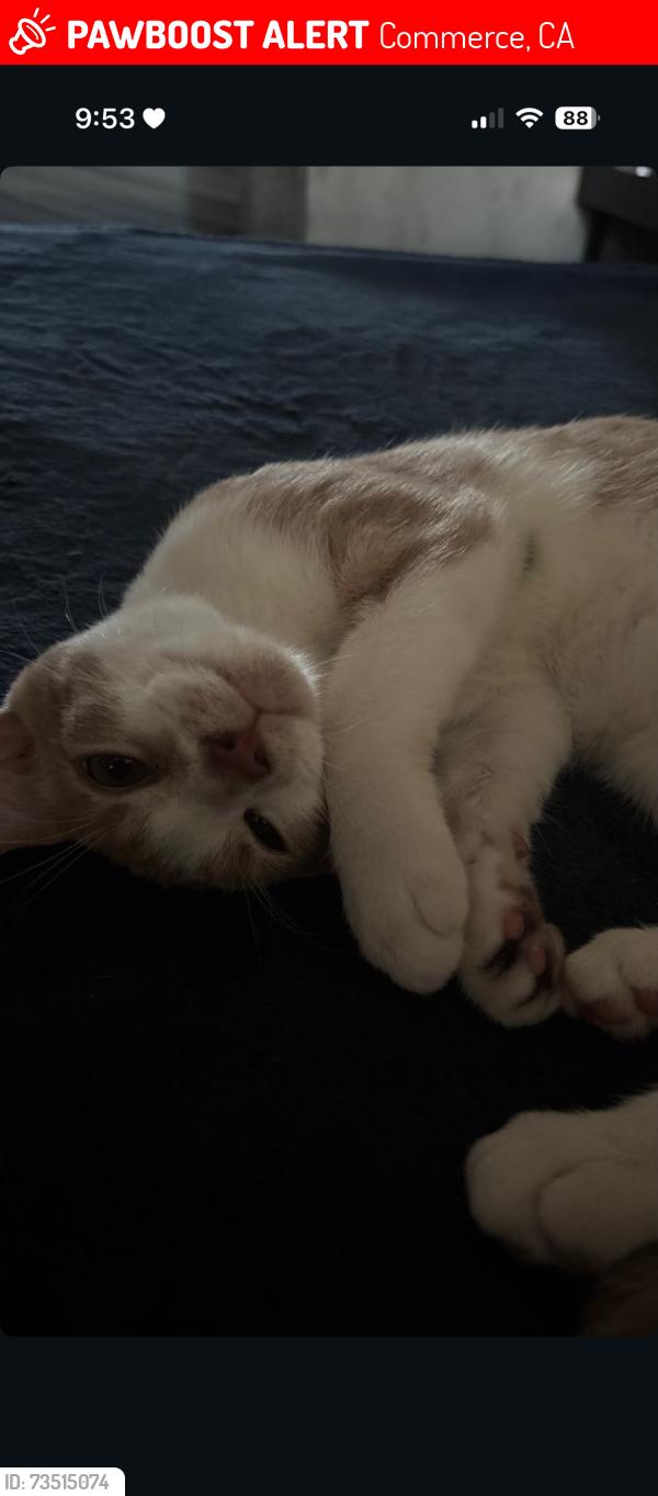 Lost Male Cat last seen Near Lanto st, Commerce, CA 90040