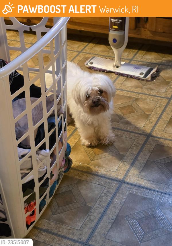 Found/Stray Female Dog last seen Samuel gorton, Warwick, RI 02889