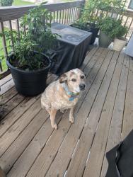 Reunited Female Dog last seen 48th and Sheridan, Papillion, NE 68133