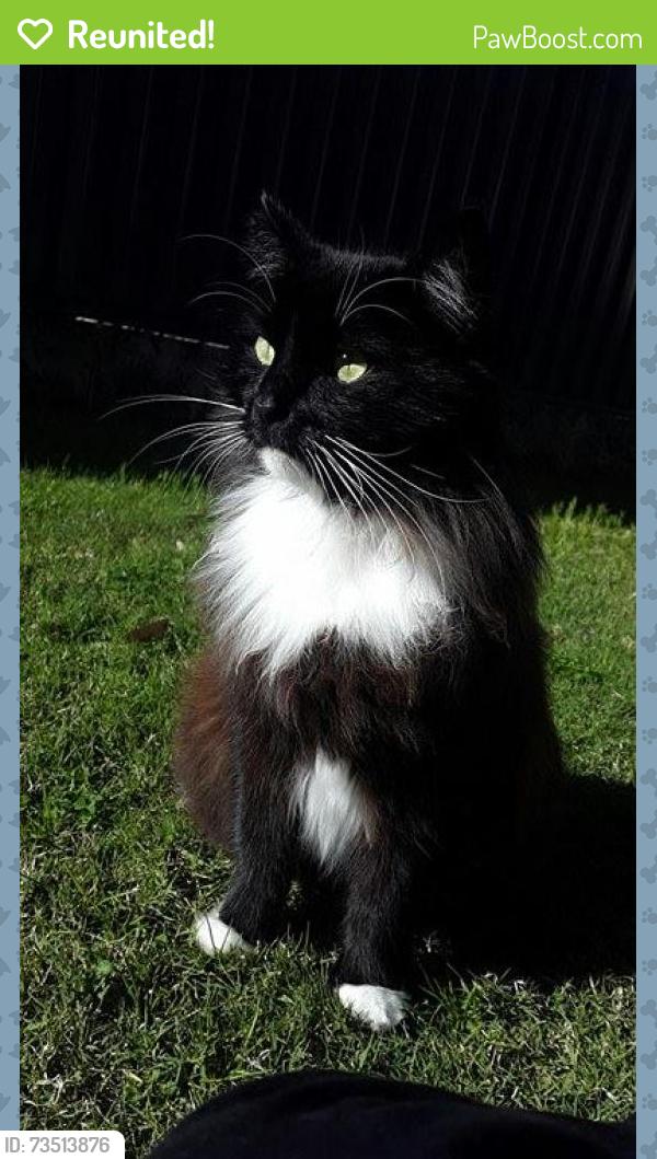 Reunited Male Cat last seen Derwent Close, near the tennis club, Royal Leamington Spa, England CV32 6PA