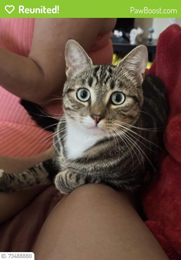 Reunited Male Cat last seen Sleepy Ridge Ln, Victorville, Victorville, CA 92395