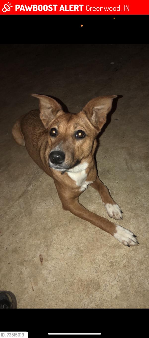 Lost Female Dog last seen Harvey Acton, Greenwood, IN 46143