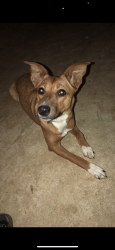 Lost Female Dog last seen Harvey Acton, Greenwood, IN 46143