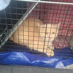 Found/Stray Unknown Cat last seen Colfax and Glen ayr dr., Lakewood, CO 80215