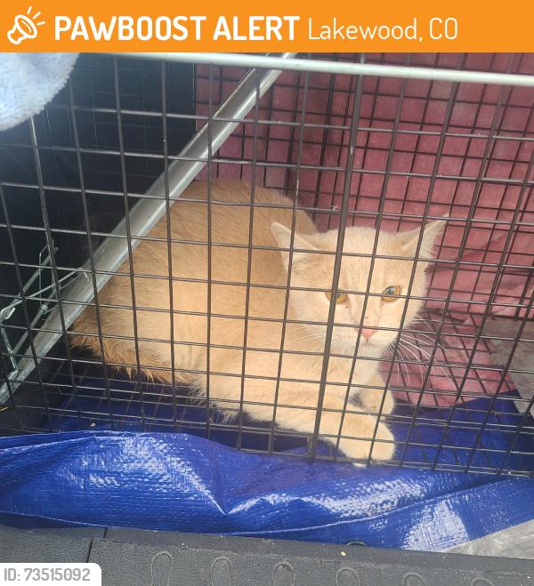 Found/Stray Unknown Cat last seen Colfax and Glen ayr dr., Lakewood, CO 80215