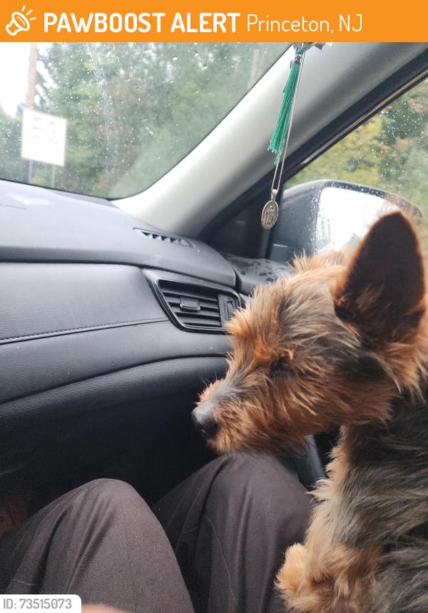 Found/Stray Male Dog last seen Near East Rocky Hill, Princeton, NJ 08540