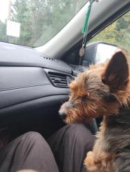 Found/Stray Male Dog last seen Near East Rocky Hill, Princeton, NJ 08540