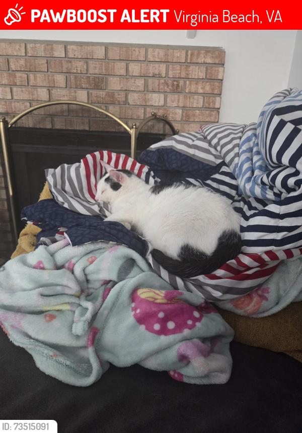 Lost Male Cat last seen TCC, Virginia Beach, VA 23453
