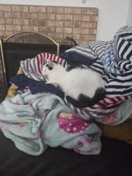 Lost Male Cat last seen TCC, Virginia Beach, VA 23453