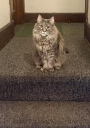 Reunited Male Cat last seen Washington and Quincy, Racine, WI 53405