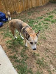 Found/Stray Female Dog last seen 6FVW+V8J Princeton, Texas, Princeton, TX 75454
