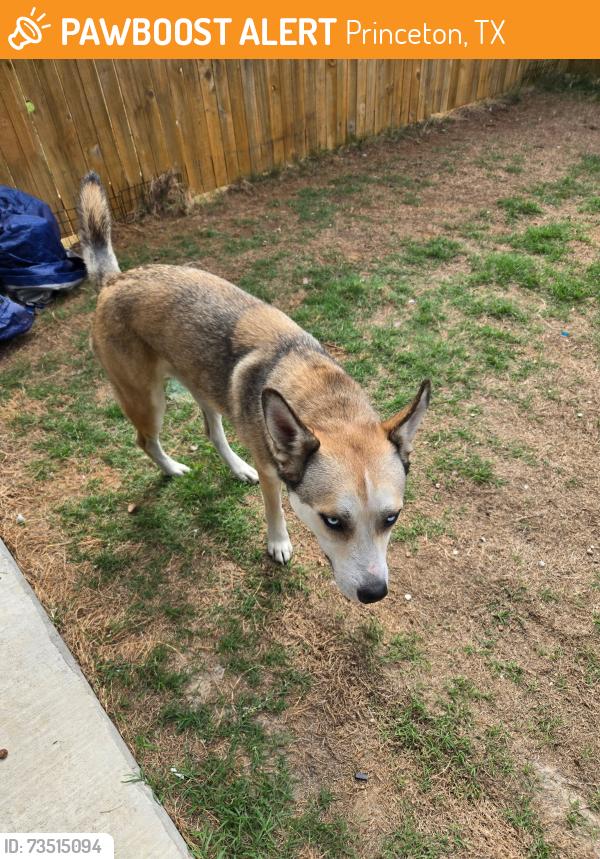 Found/Stray Female Dog last seen 6FVW+V8J Princeton, Texas, Princeton, TX 75454