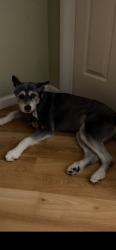 Reunited Female Dog last seen Huston, Stevenson Ranch, CA 91381